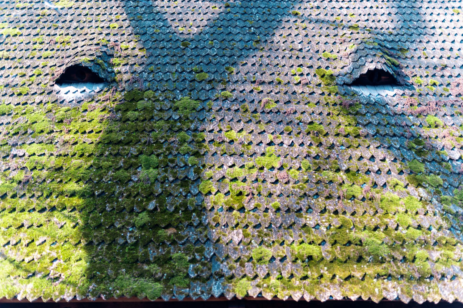 Roof Moss Treatment