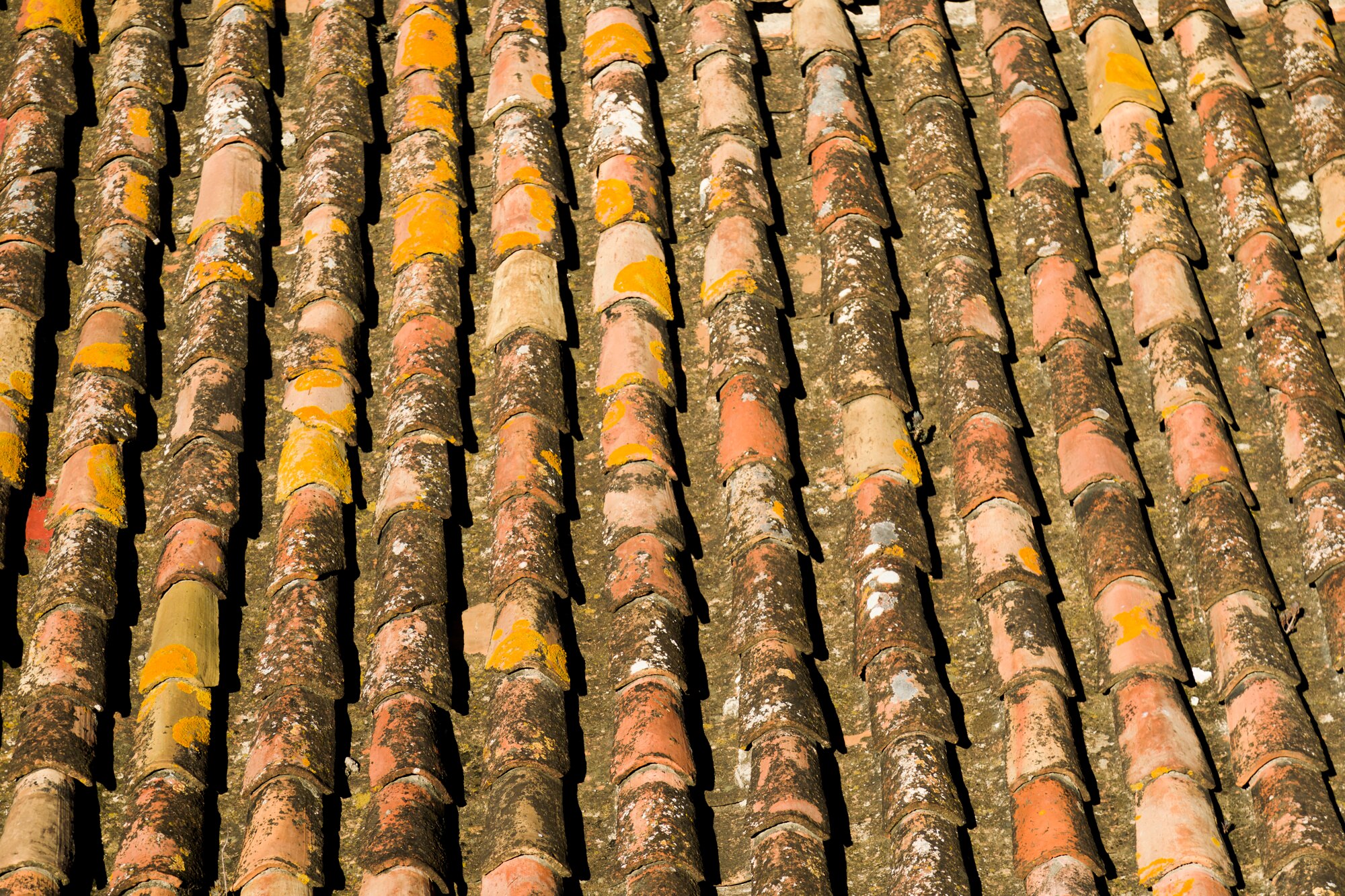 roof moss