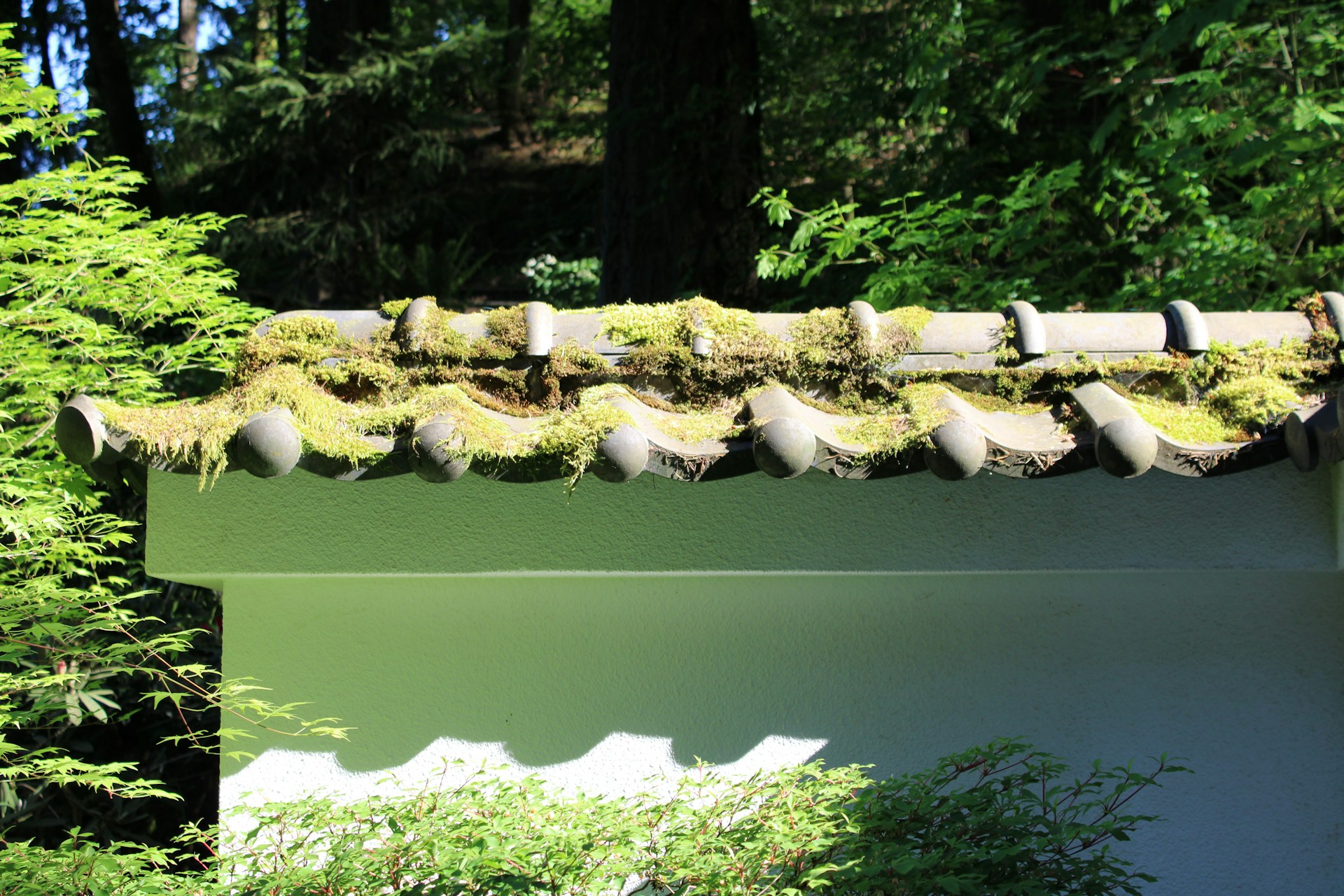 roof moss