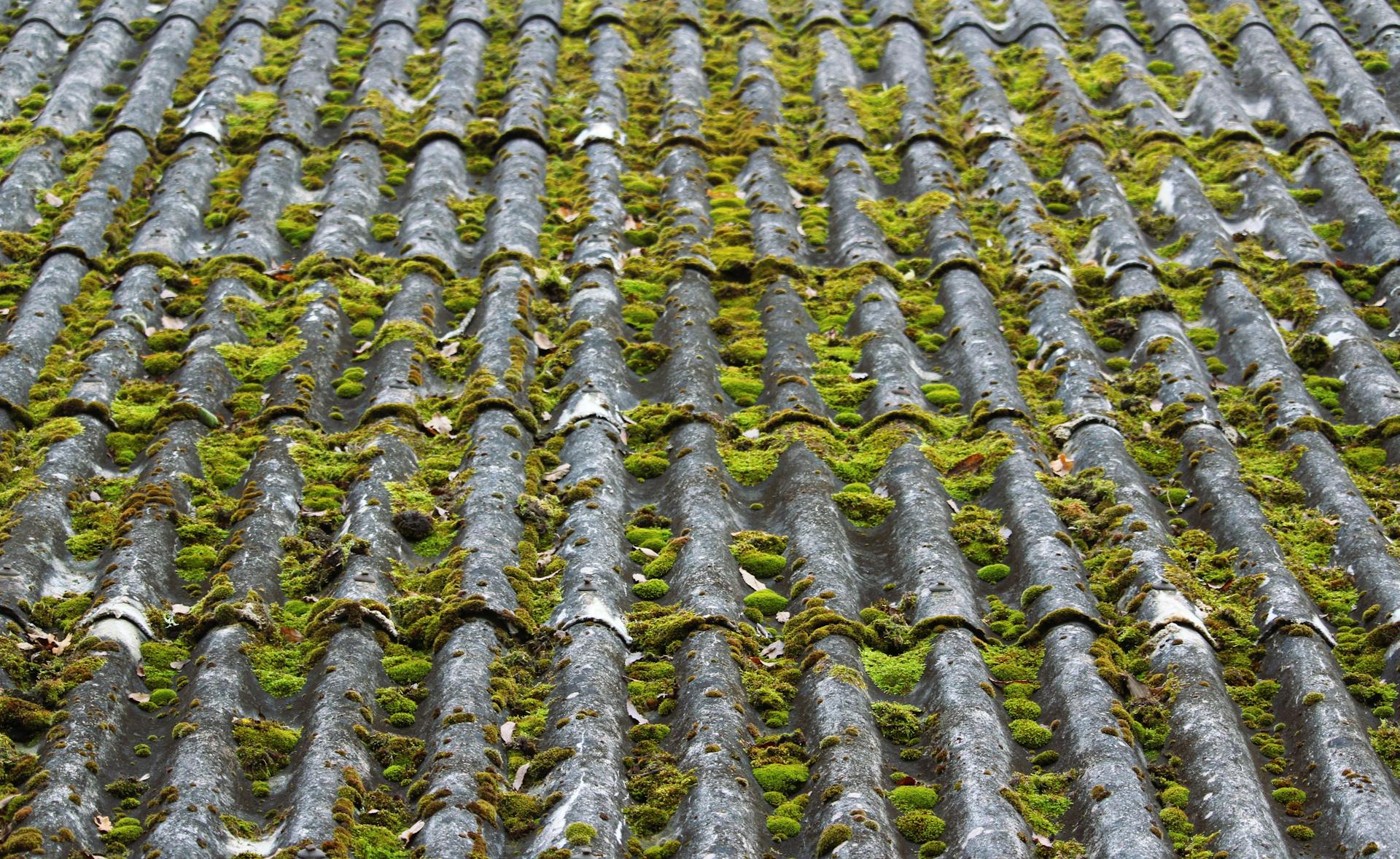 roof moss removal