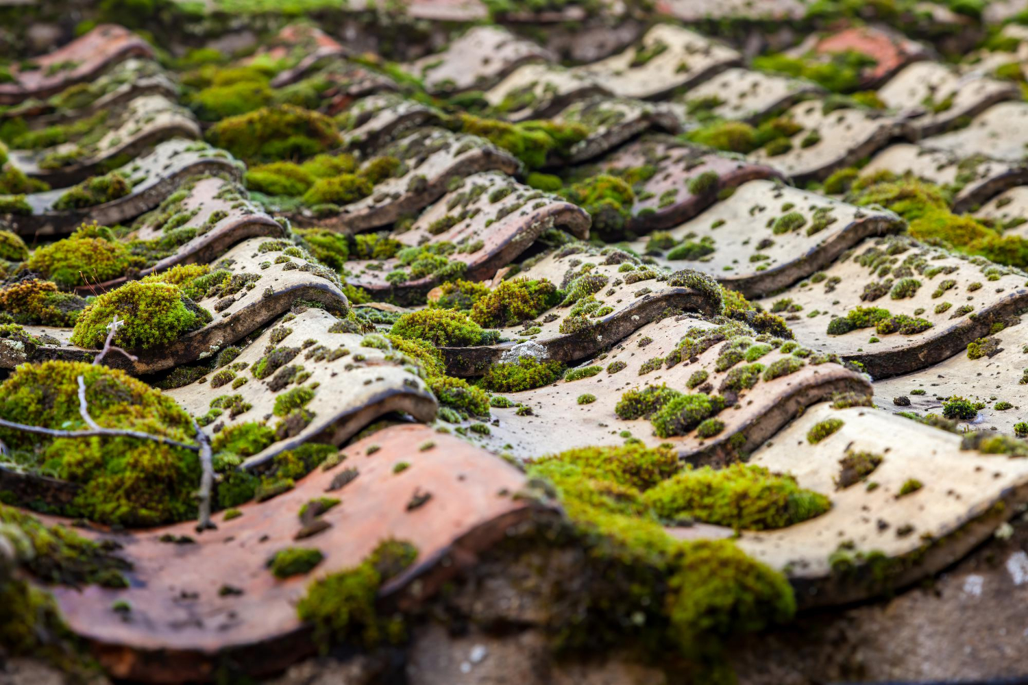 Roof moss