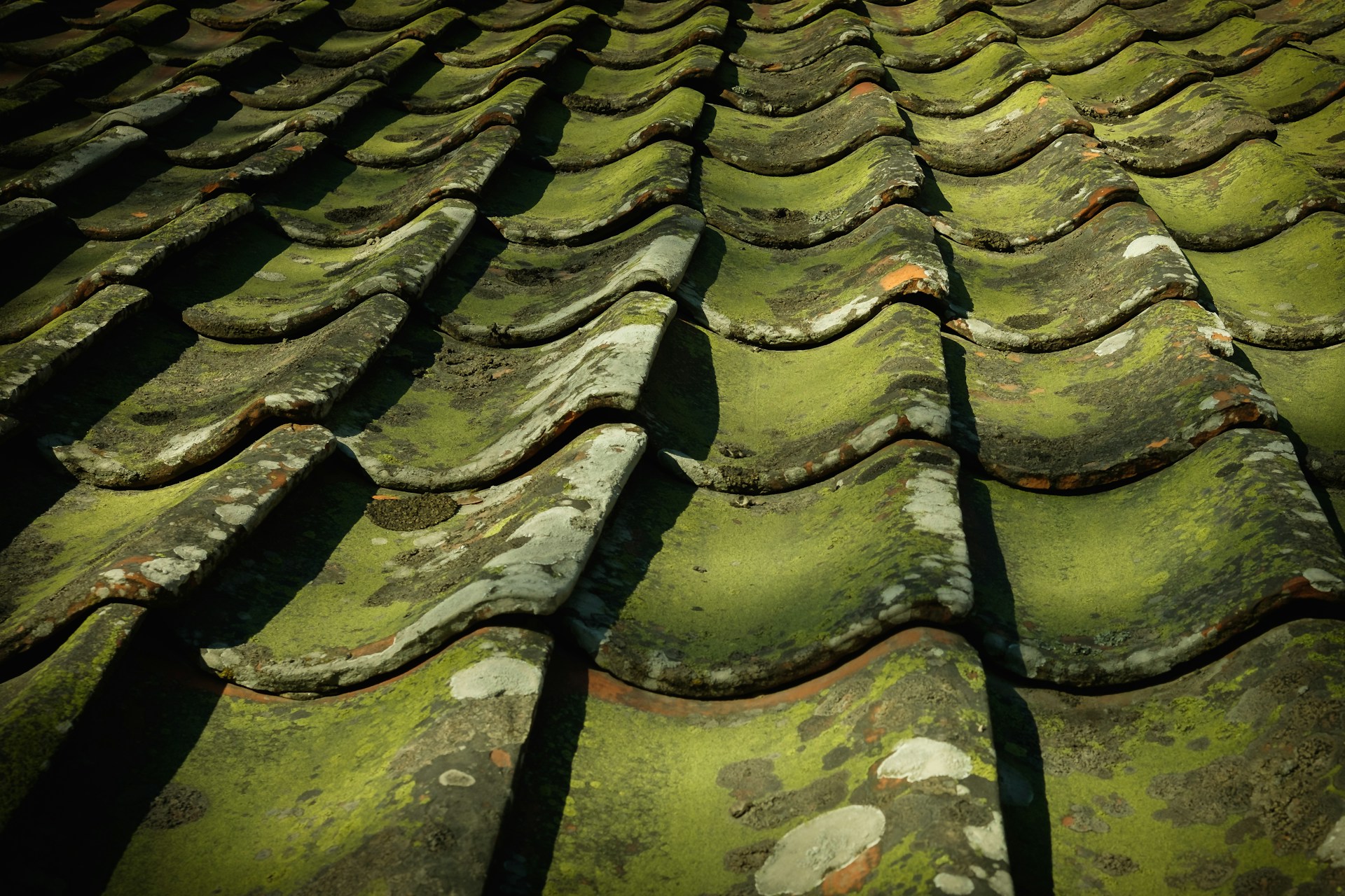 roof moss