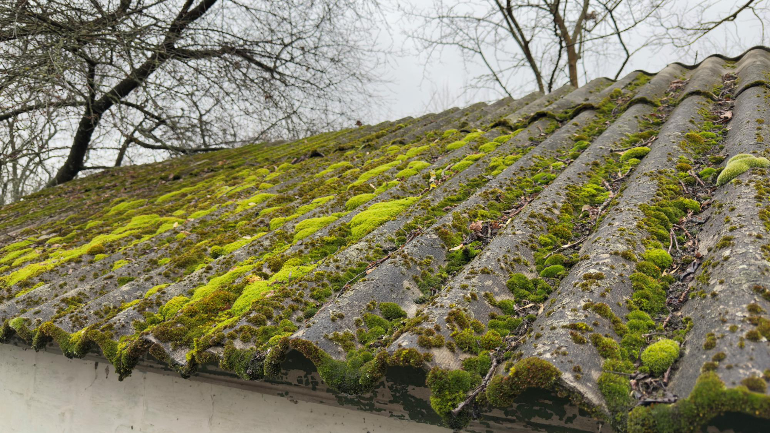 roof moss